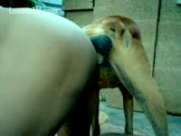 Porn dog sex with a naughty bitch